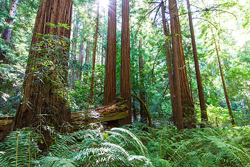 Image showing redwood forest