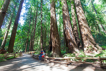 Image showing redwood forest