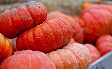 Image showing pumpkin patch