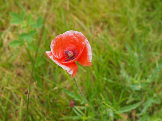 Image showing Papaver flower