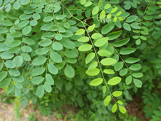 Image showing Acacia leaf