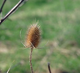 Image showing thistle, egret