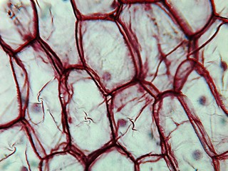 Image showing Onion epidermus micrograph