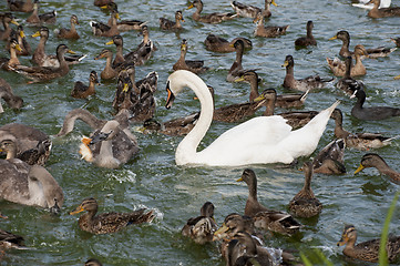 Image showing Waterfowl