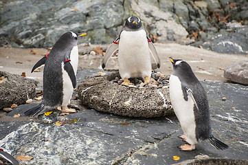 Image showing Three penguins