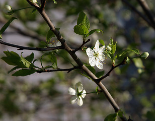 Image showing plum-tree blossom