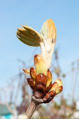 Image showing Chestnut spring