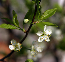 Image showing plum-tree blossom