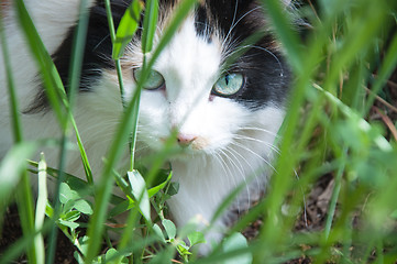 Image showing Cat out and about