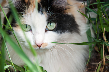 Image showing Cat out and about