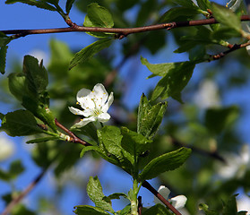 Image showing plum-tree blossom