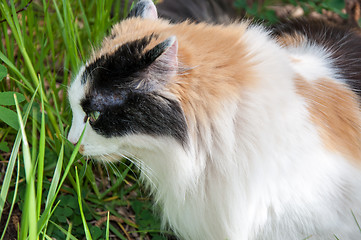 Image showing Cat out and about