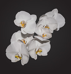 Image showing Romantic beautiful orchids blossom, isolated on grey background