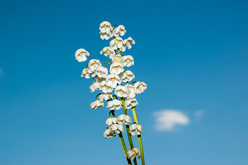 Image showing Lily of the Valley - the symbol of spring, warmth, purity and tenderness 