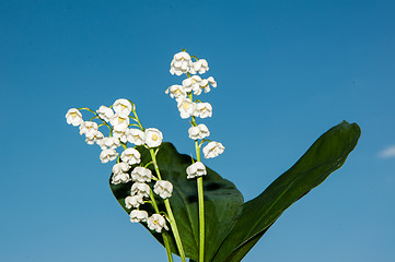 Image showing Lily of the Valley - the symbol of spring, warmth, purity and tenderness 