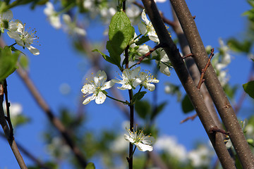 Image showing cherry-tree blossom