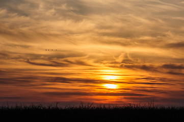 Image showing flying birds on dramatic sunset background