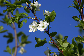 Image showing plum-tree blossom