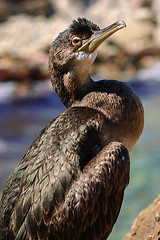 Image showing Black sea cormorant