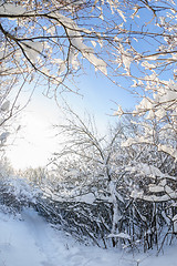 Image showing Snow in the forest