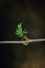 Image showing fresh spring green bud 