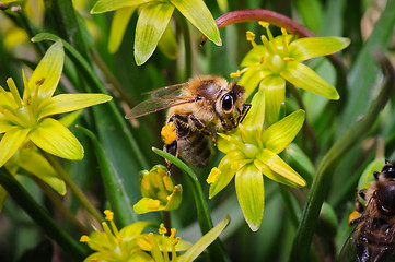 Image showing honey bee at yellow gage flowers 