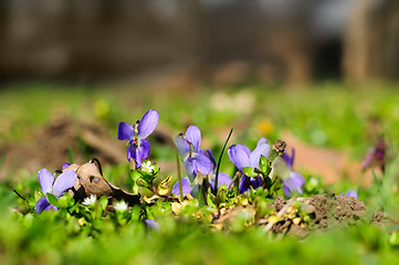 Image showing spring ground violets flowers