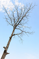 Image showing Lonely bird on lonely bare tree