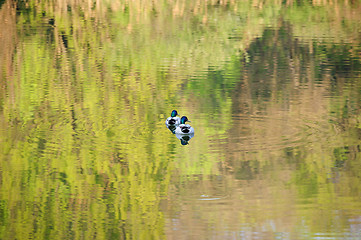 Image showing two male ducks