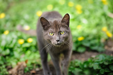 Image showing stray grey kitten