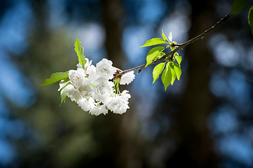 Image showing blooming cherry branch
