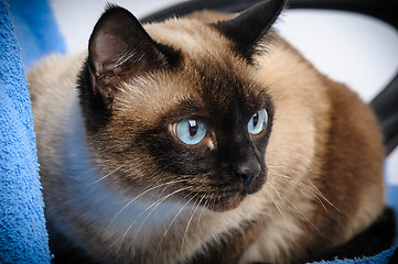 Image showing siamese cat closeup