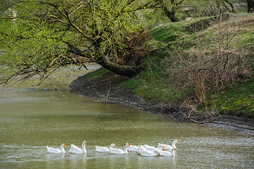 Image showing geese on river