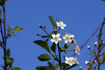 Image showing cherry-tree blossom