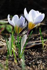 Image showing crocuses