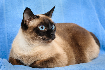 Image showing siamese cat closeup