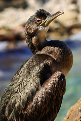 Image showing Black sea cormorant