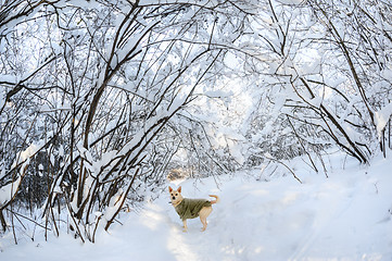 Image showing Snow in the forest