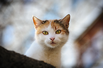 Image showing stray cat