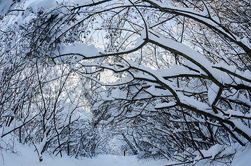 Image showing Snow in the forest