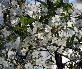 Image showing cherry-tree blossom