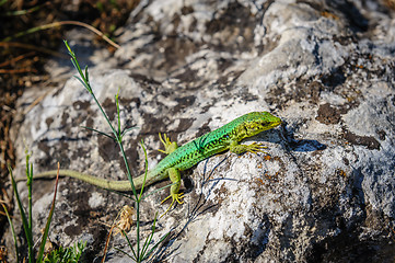 Image showing green lizard on stone