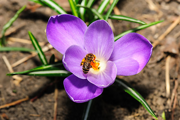 Image showing honey bee at violet crocus flower