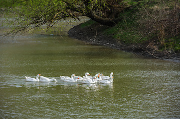 Image showing geese on river