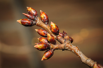 Image showing spring twig with buds