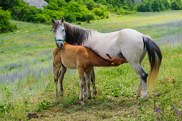 Image showing Foal and his mother Horse, breastfeeding