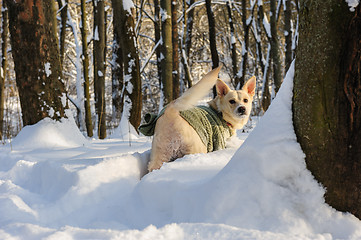 Image showing Snow in the forest