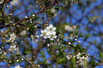 Image showing cherry-tree blossom