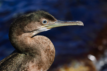 Image showing Black sea cormorant