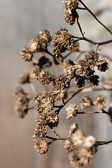 Image showing dried plant